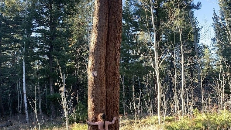Tree Health Consultations