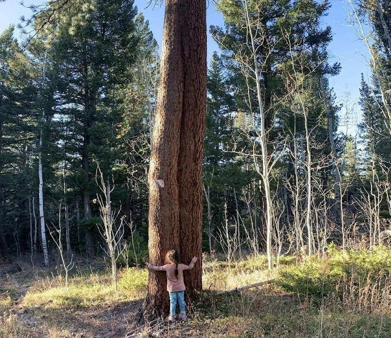 Tree Health Consultations