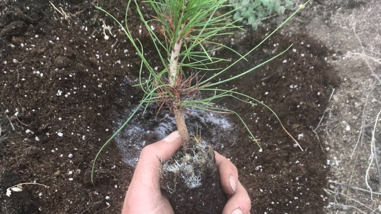 Soil Restoration