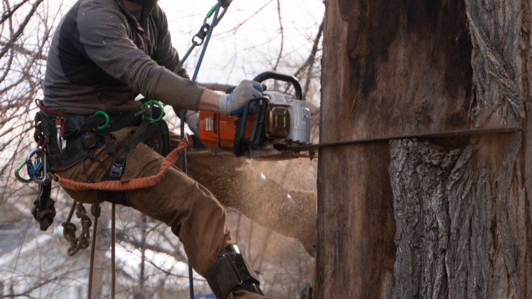 Top 10 Signs Your Front Range Trees Need to be Trimmed