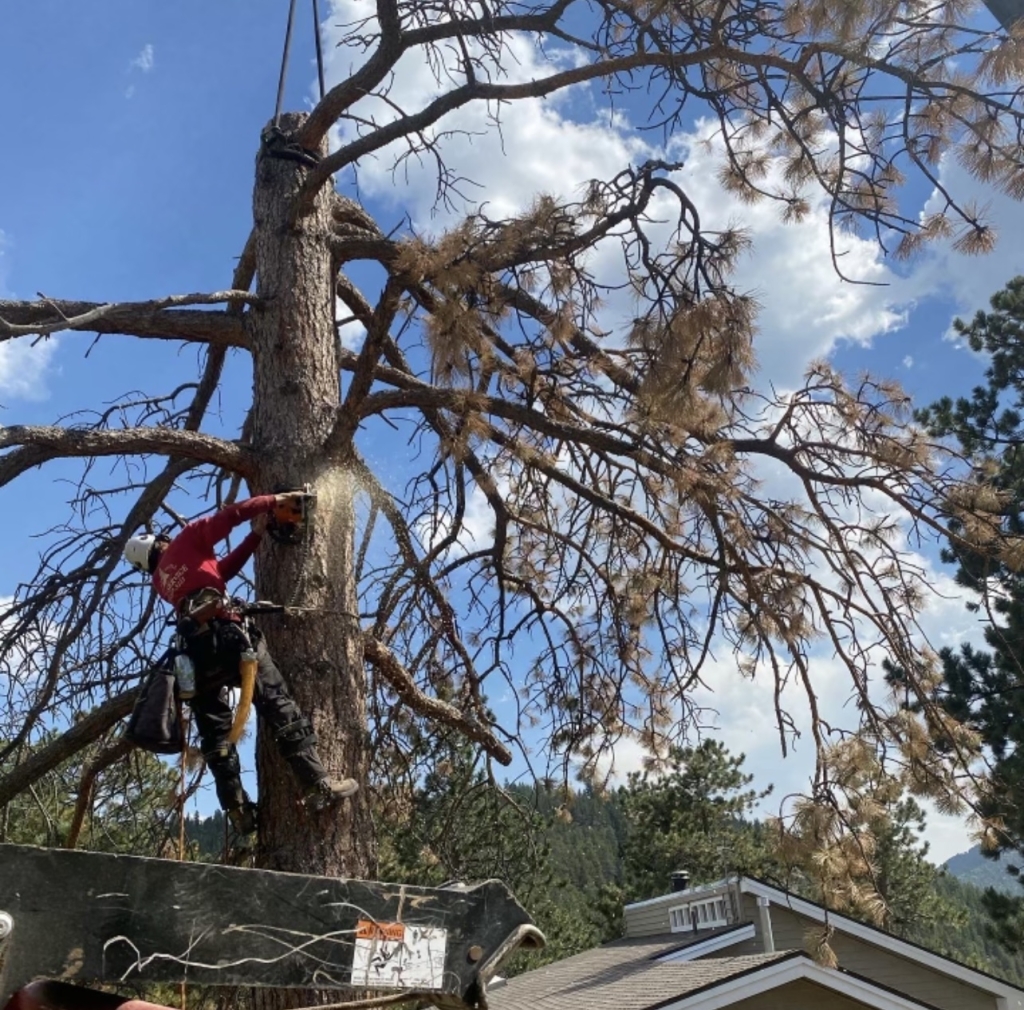 Best Time to Trim Trees in Colorado | Front Range Tree Care Guide
