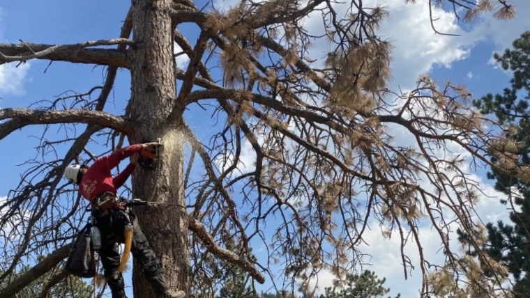 DIY Tree Removal: Is It Safe for Front Range Homeowners?