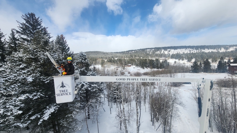 Best Time of Year for Tree Trimming in Colorado’s Front Range