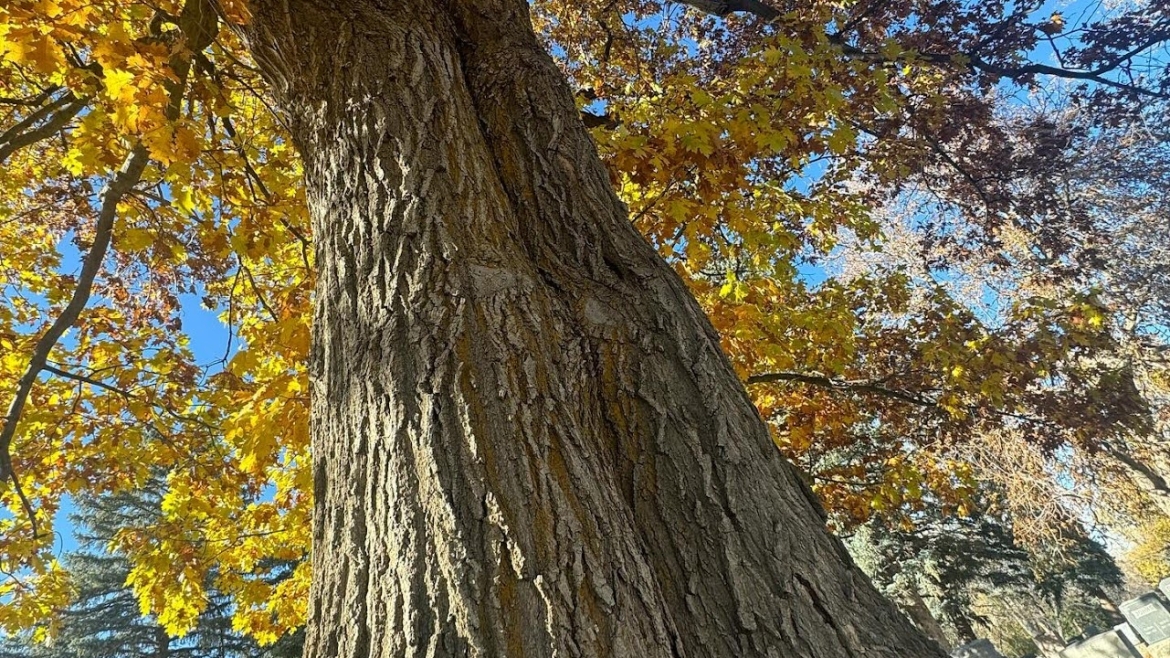 Tree of the Month!