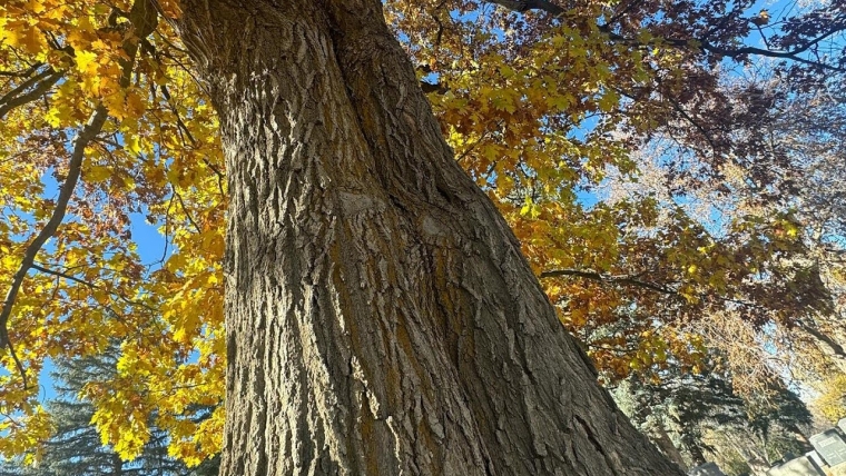 Tree of the Month!