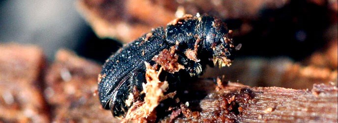 How Pine Beetles Are Reshaping Colorado Forests