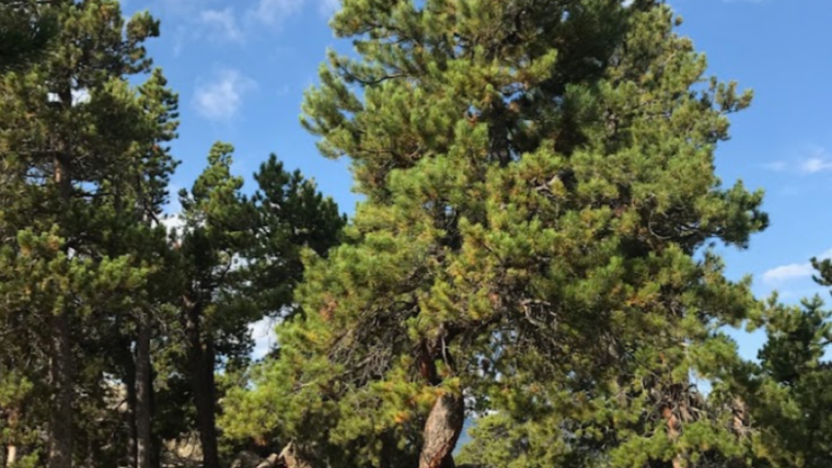 Tree of the Month! A twisted lodge pole pine tree on top of Wedgewood Rd in Black Hawk, CO