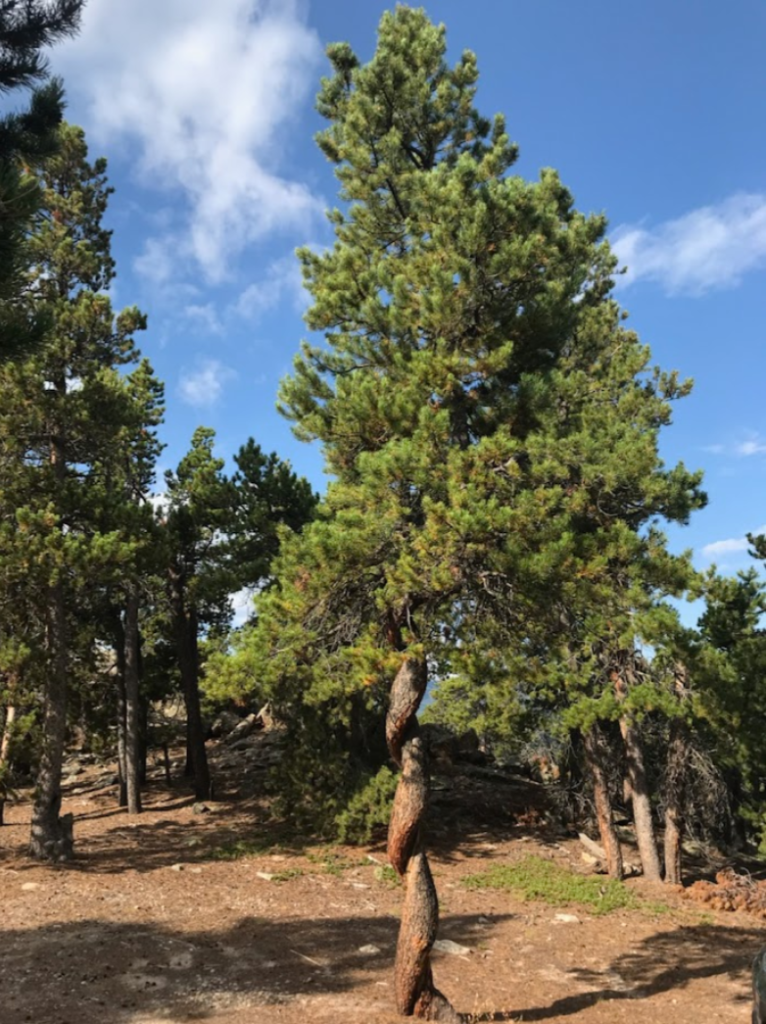 Photo Cred: Adam Makela, OG Foreman, Good People Tree Service
Our June 2025 Tree of the Month is a lodge pole pine tree on top of Wedgewood Rd in Black Hawk, CO. 