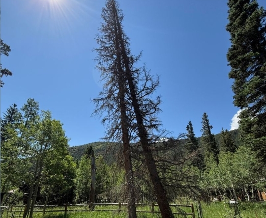 Tree of the Month
