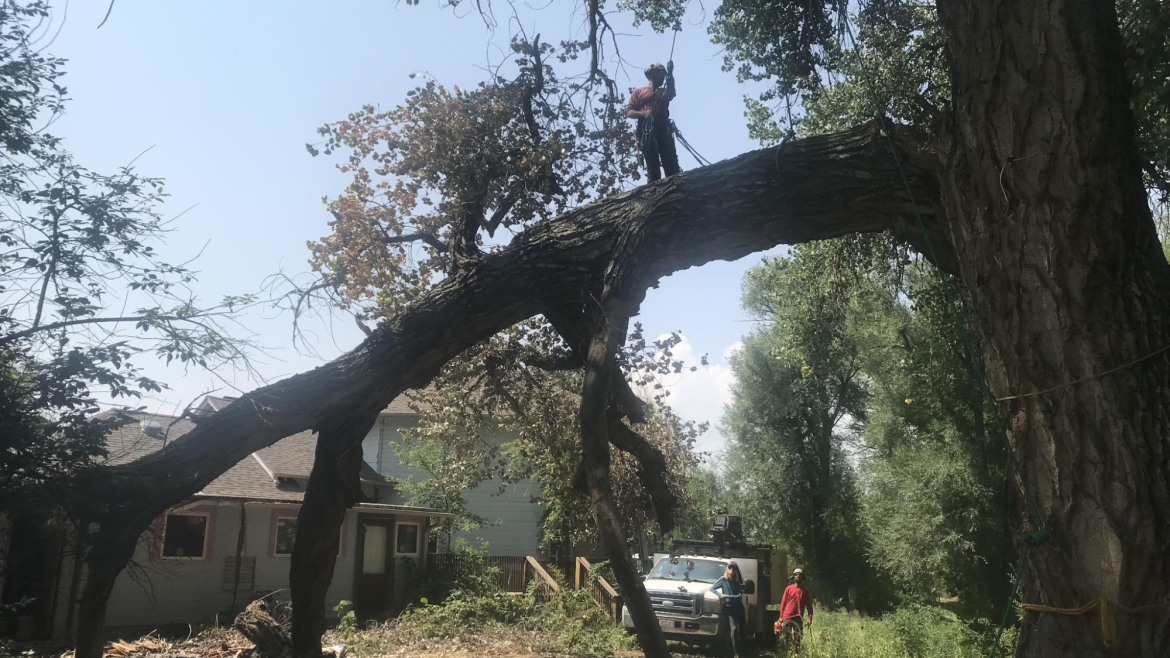 When Is It Time for Tree Removal Services?