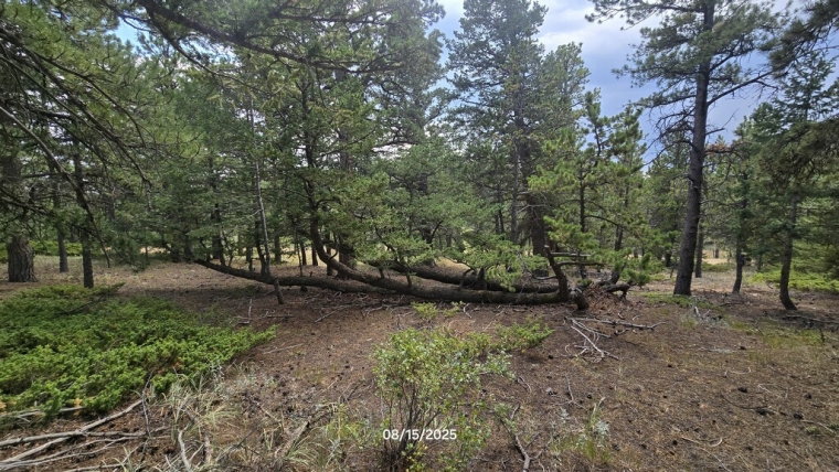 Douglas Fir Tree of the Month