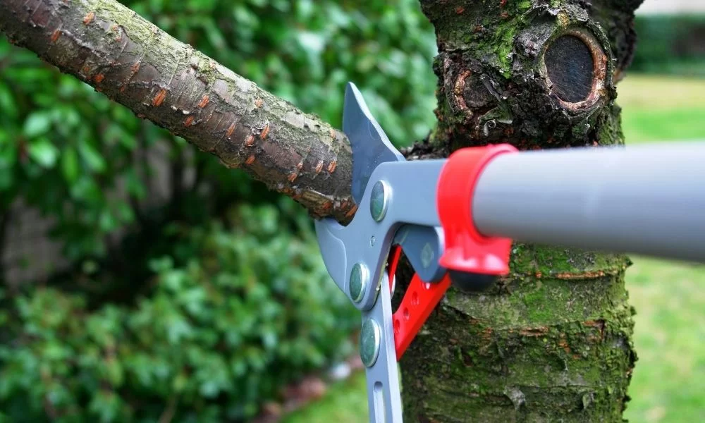 Arborist pruning small branches to improve tree structure and health during routine tree trimming.