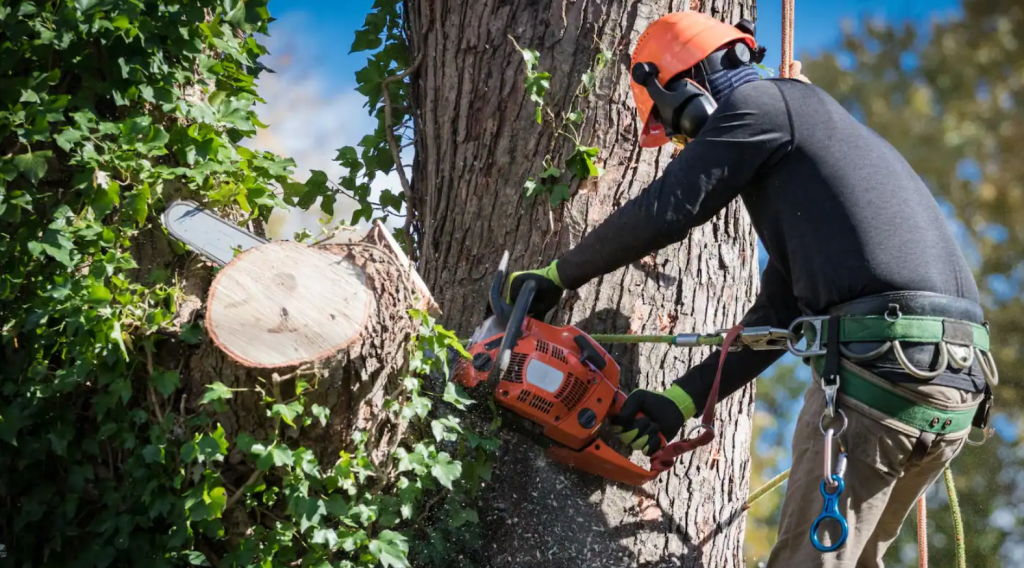 Person using a chainsaw to remove a tree section during a DIY tree removal attempt.