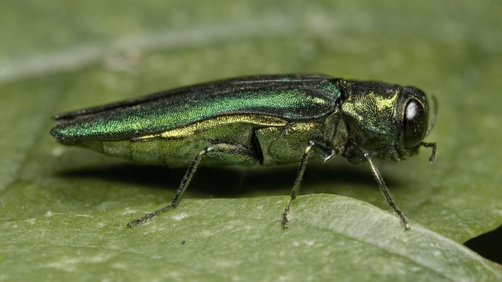 Close-up of an emerald ash borer adult beetle, the invasive insect that attacks and kills ash trees.