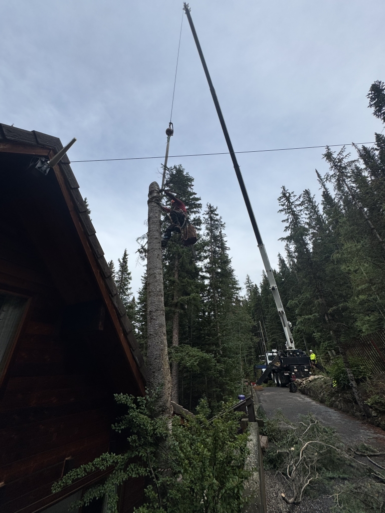 Arborist removing a tall tree with crane support on a steep Evergreen hillside.