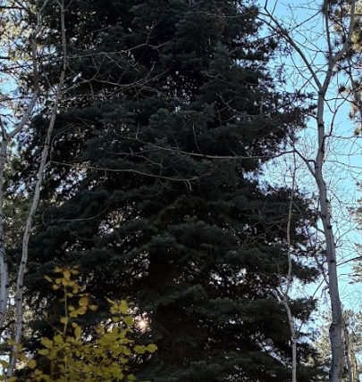 White Pine: Tree of the Month