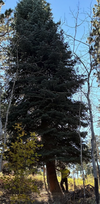 White Pine: Tree of the Month