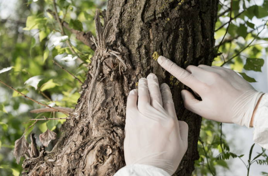 Arborist inspecting an ash tree for emerald ash borer damage, checking bark and canopy health.