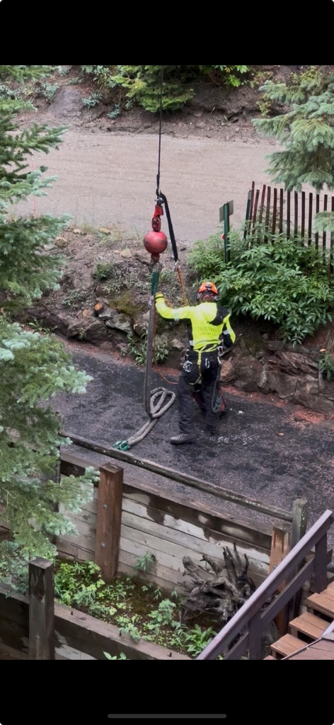 Tree worker lowering a cut trunk section using rigging equipment during removal in Evergreen.