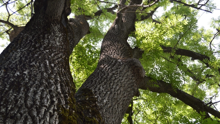 A Seasonal Guide to Treating for Emerald Ash Borer in Colorado