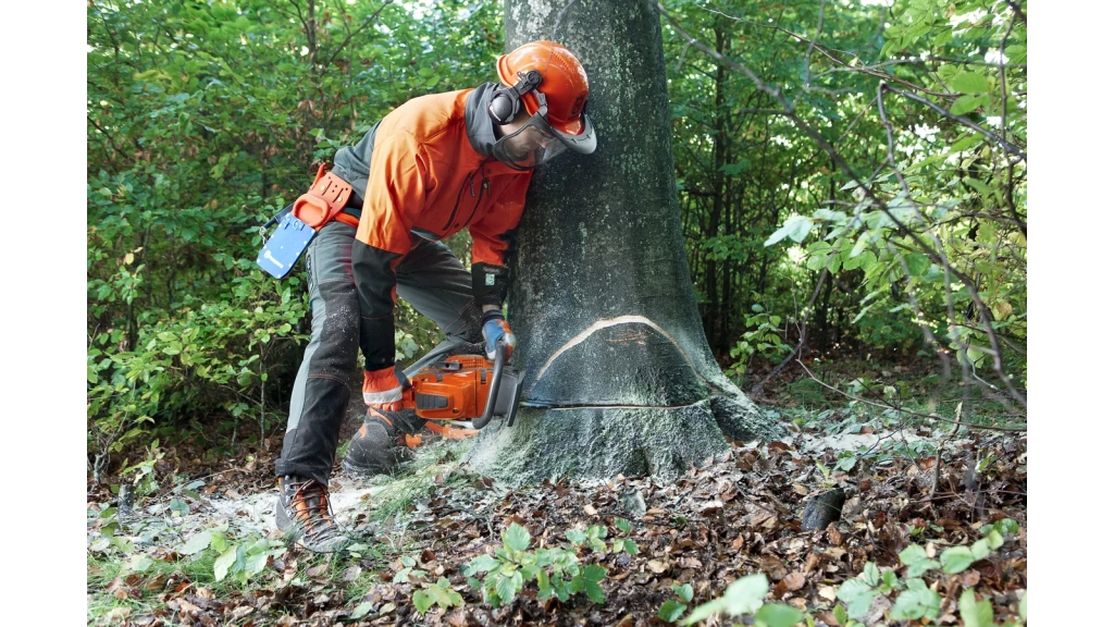 Arborist cutting a small tree with proper PPE, showing a face notch and safe DIY-style felling setup.