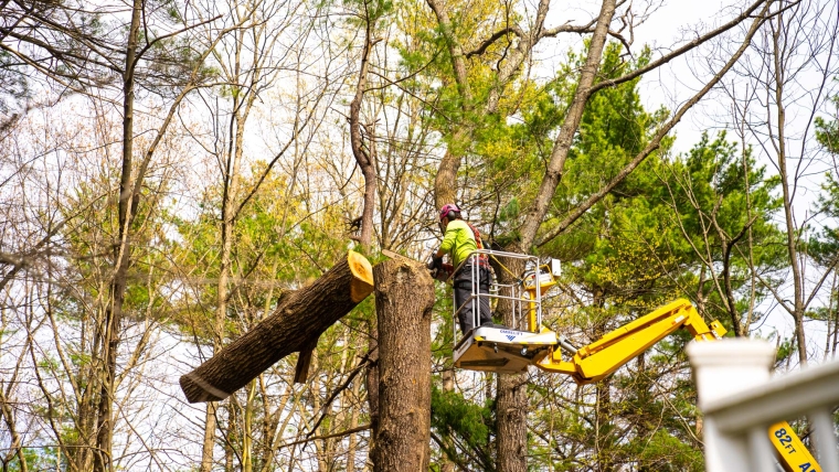 DIY Tree Removal: Is It Safe for Front Range Homeowners?