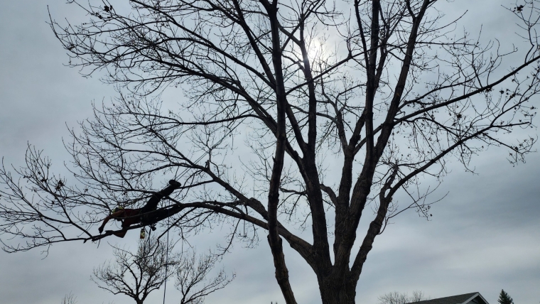 The Benefits of Regular Tree Trimming in Colorado’s Front Range