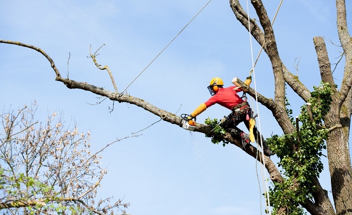 The Benefits of Regular Tree Trimming in Colorado’s Front Range