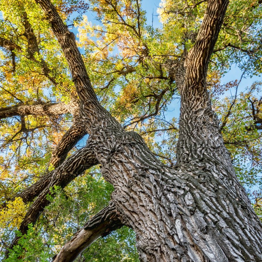 Cottonwood tree in Longmont, CO.