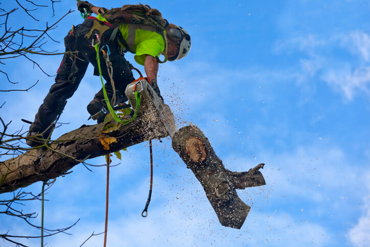 Arborist removing a dead branch during a canopy thinning trim to improve tree health and airflow.