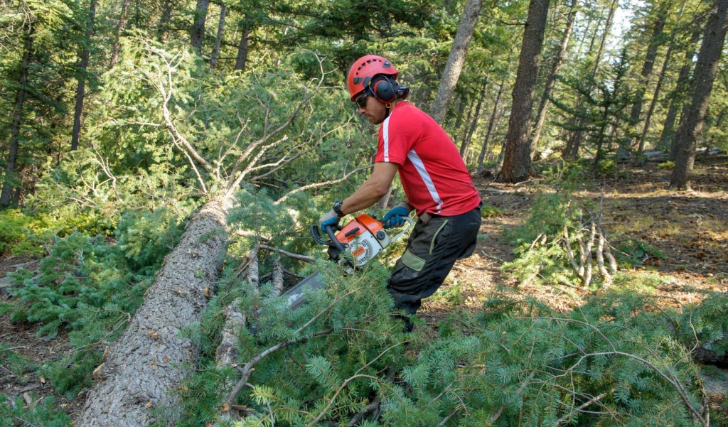 Tree trimming crew removing low branches to reduce ladder fuels and improve wildfire defensible space.