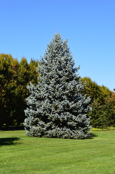 Blue spruce tree in Lakewood, Colorado.