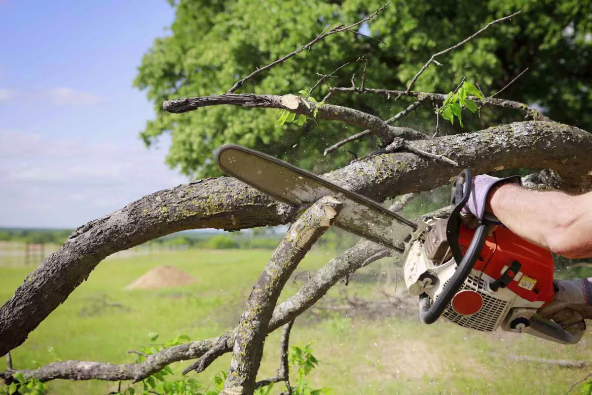 Arborist pruning a tree in Longmont, CO.