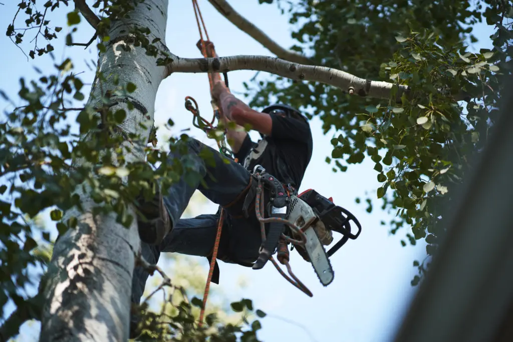 Tree trimming in Lakewood, Colorado.