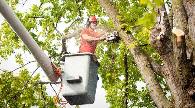 Tree service professionals from Good People Tree Service
performing tree trimming and removal services in Louisville, Colorado, using professional climbing and safety equipment to maintain healthy residential trees.