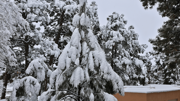 What to do When Heavy Snow is Weighing Down Your Trees (And When it’s an Emergency)