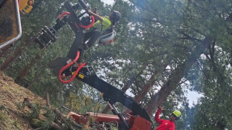 how long does tree removal take