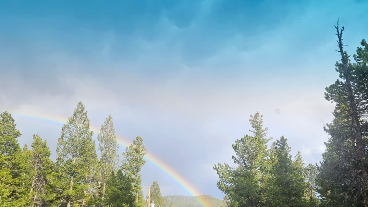 Tree removal permits in Boulder explained by local tree care professionals