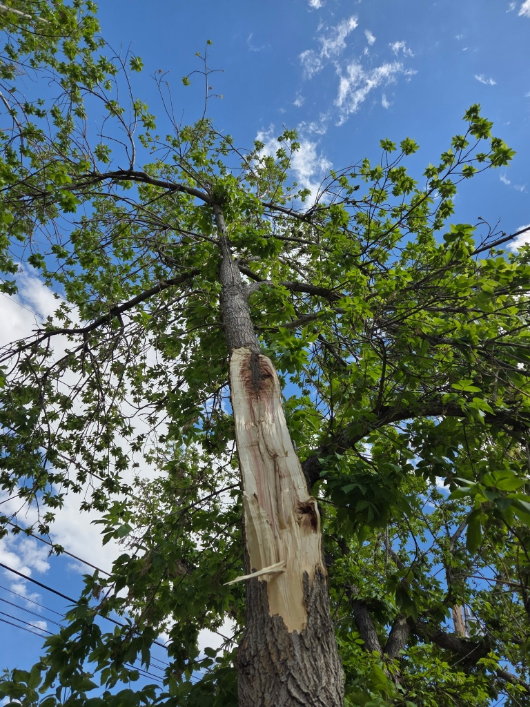 Professional arborists from Good People Tree Service
providing expert tree trimming, pruning, removal, stump grinding, and emergency tree services for residential and commercial properties in Broomfield, Colorado.