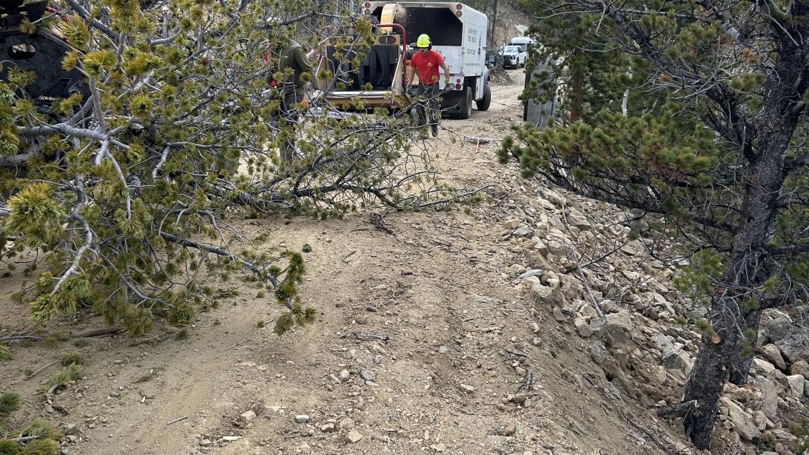 Tree maintenance service in Colorado removing overgrown branches