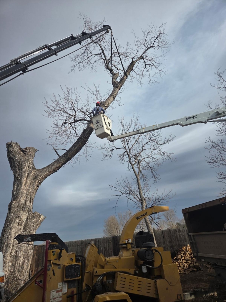 Professional arborists from Good People Tree Service
 explaining tree removal costs in Colorado, including pricing factors such as tree size, location, condition, accessibility, and emergency service needs for residential and commercial properties.