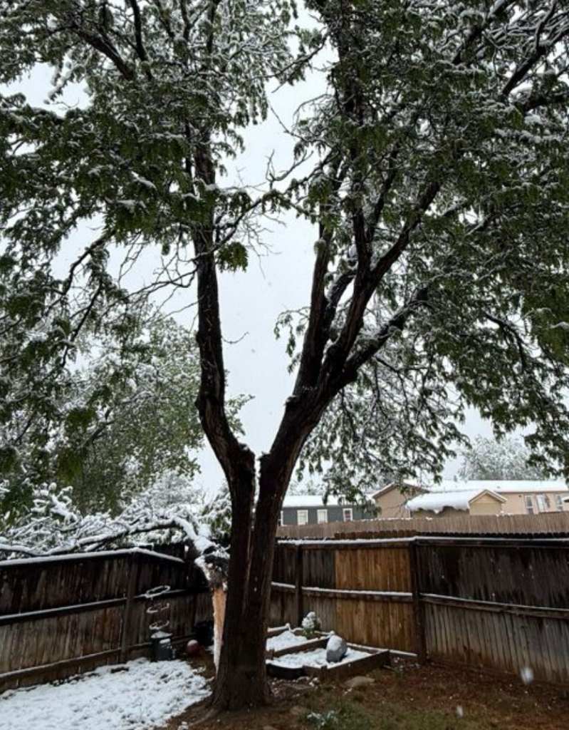 Professional stump grinding services from Good People Tree Service
explaining the cost of stump grinding near you, including factors such as stump size, root system depth, accessibility, cleanup, and tree removal needs for Colorado residential and commercial properties.