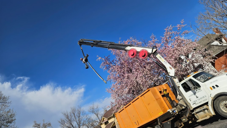 Professional tree cutting in the Denver area during the recommended season for tree removal
