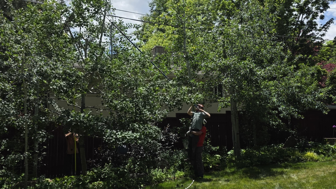 Tree services in Erie CO provided by professional arborists for residential properties