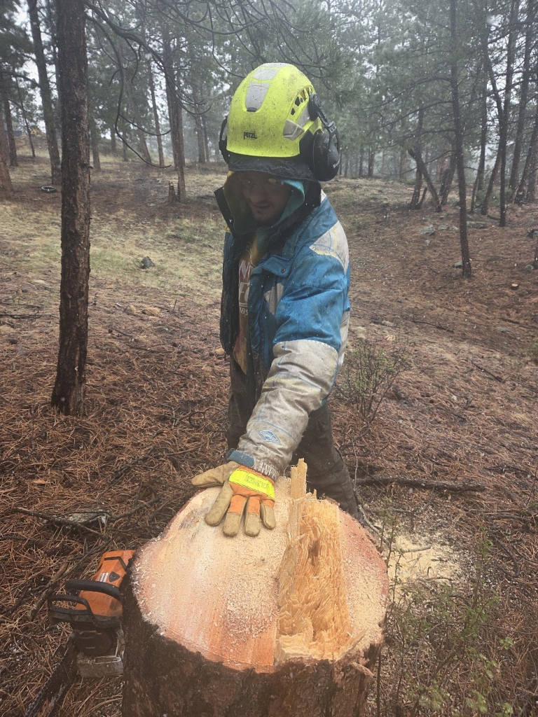 Tree showing signs of drought stress in Colorado during dry weather conditions
