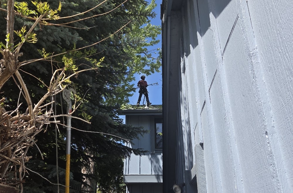 Tree leaning toward a house in Colorado with possible root damage