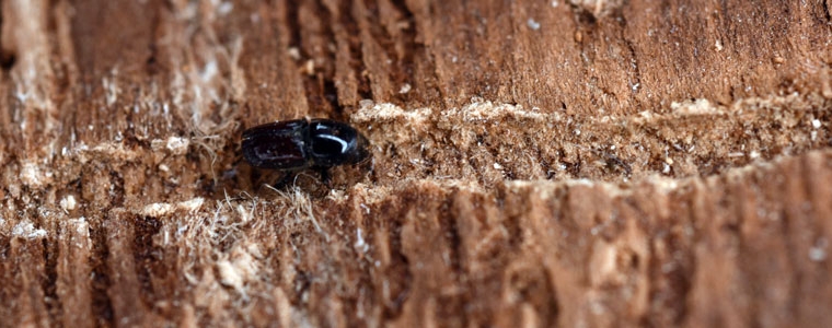 Adult fir engraver beetle in a tree gallery