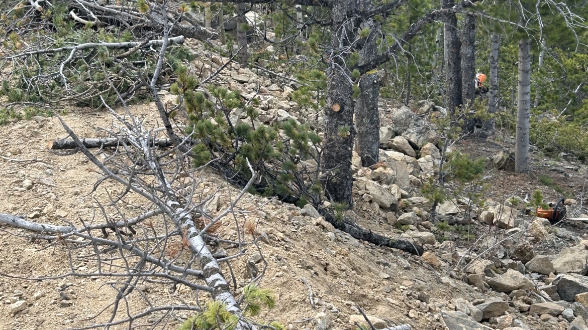 Large fallen tree showing the science behind tree failure after wind damage