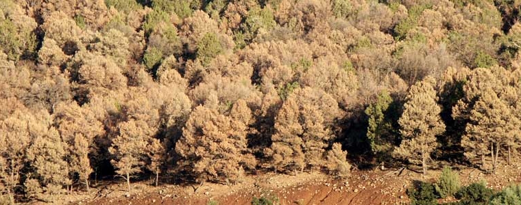 Ips beetle damage in pinyon pine trees in Colorado