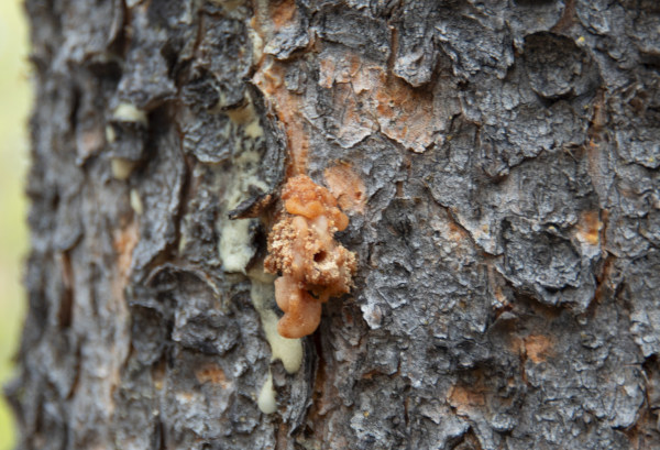 Mountain pine beetle pitch tubes on pine bark in Colorado